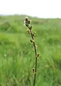 "Triglochin palustris and habitat"