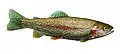Rainbow trout