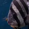 Tsunami fish in 2013
