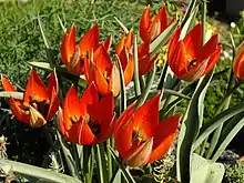 Group of T orphanidea flowers