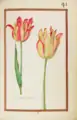 Tulipe variee, 1624. Recueil de fleurs et d'insectes dessinés et peints sur vélin