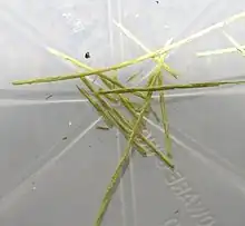 Sample of Tungsten(VI) Oxide