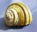 15&nbsp;mm juvenile shell of L. smaragda, markedly different in sculpture than the adult form
