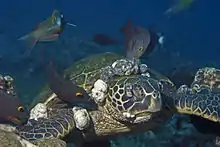 Fibropapillomatosis in turtles