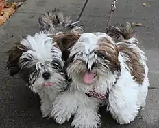 Image 46Two Shih Tzu puppies  (from Puppy)