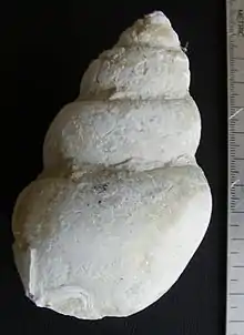 Tylostoma sp., a gastropod