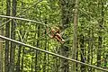 Zipline Coaster