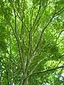 Closed canopy of U. davidiana, casting heavy shade