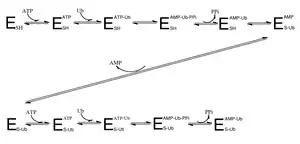 Figure 1. shows the sequence of how the ubiquitin activating enzyme attaches to ATP and the ubiquitin substrate.  It also shows how two ubiquitin substrates can be bound at one time.