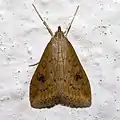 Udea ferrugalis