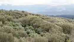 olive grove in the municipality of Filandari in the province of Vibo Valentia