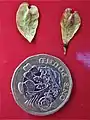 'Prospector' samarae with £1 coin as scale