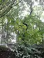 Hybrid elm of 'Tortuosa' / 'Modiolina' type, Edinburgh (2016)