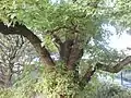 Branching