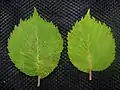 Leaves of Ulmus bergmanniana
