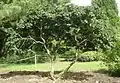 Pruned 'Nana', Sir Harold Hillier Gardens, UK (2008)
