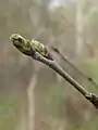 Leaf buds, March week 1