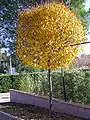 'Umbraculifera', Puertollano Botanical Gardens, November