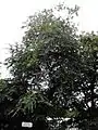 U. pumila 'Pendula', Royal Crescent, Edinburgh (2016)