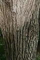 Mature trunk bark