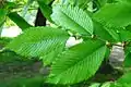 U. thomasii leaves, Meisse