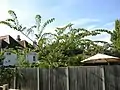 10-year-old tree, Portchester, England