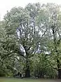 Belgrave Crescent Gardens elm