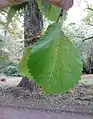 Leaves of same