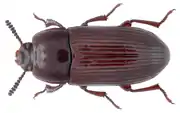 Uloma culinaris