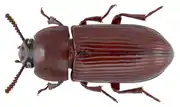 Uloma rufa