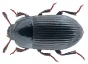 Uloma rufilabris