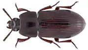 Uloma scita