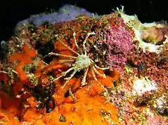 A spider crab of the family Majoidea (maybe Naxioides taurus)