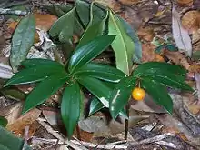 Drymophila moorei, an understorey plant at Mount Banda Banda