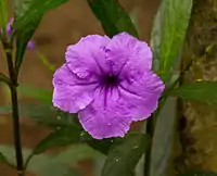 Hibiscus