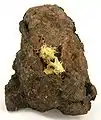 A hair-like cluster of acicular uranophane crystals in the middle of a matrix plate, from Madawaska Mine