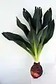 Bulb and foliage
