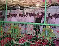Urs Syed Machiliwale Shah at Kachiguda, Hyderabad, India.  Moulana Ghousavi Shah and Shaheed Peeran with others can be seen.