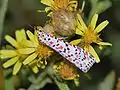 Utetheisa pulchella on Dittrichia viscosa