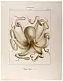 Common octopus (Octopus vulgaris, max. 1–2&nbsp;m or 3.3–6.6&nbsp;ft)