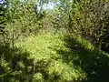 Overgrown walls of ancient stronghold.