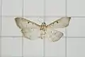 Herpetogramma basalis
