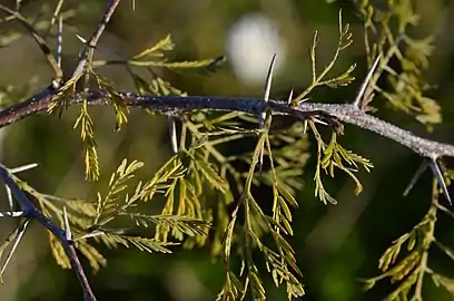 Thorns and leaves