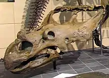 Dinosaur skull with a large beak and neck-frill