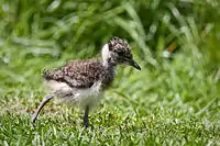 Chick in the Netherlands