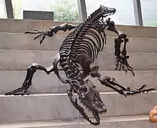 Varanus priscus, a giant carnivorous goanna of Australia, might have grown to 7 metres long.