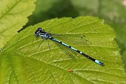 Maleshoulder stripe unbroken