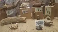 Bones (various species)