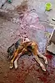 with placenta, after cesarian section; viscera had been removed by a former obstetrician