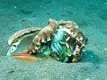 An octopus in an open seashell on a sandy surface, surrounding a small crab with the suckers on its arms